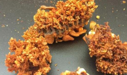 海参的吃法与做法视频,多样吃法与制作技巧大揭秘